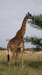 giraffe in the savannah