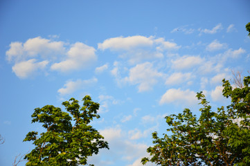 small white fluffy clouds in the blue sky. beautiful spring sky