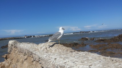 Seagull in the old fort of Essaouira, Morocco