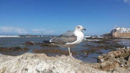 Seagull in the old fort of Essaouira, Morocco