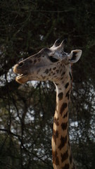 Obraz premium portrait of a giraffe