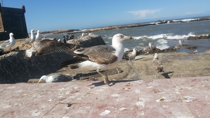 Seagull in the old fort of Essaouira, Morocco