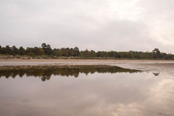 Yagry in Severodvinsk. Unique pine forest. white sea coast. sea tide