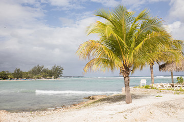 Jamaican beach with palm tree in Jamaica