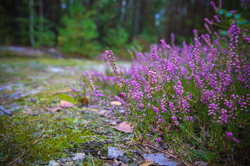 Blooming crimson briar flowers