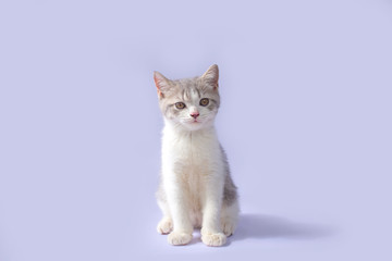 Scottish Fold kittens are sitting on purple background. Portrait of the white kittens are sitting for look something.
