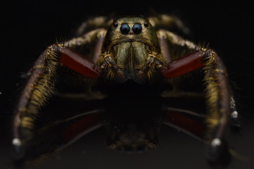 spider 