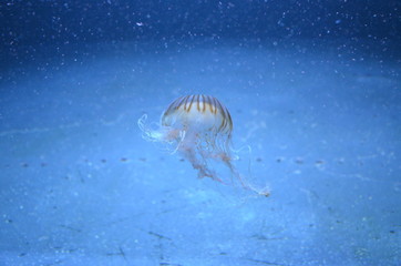 Beautiful illuminated jellyfish at aquarium in Berlin