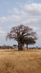 Fototapeta na wymiar baobab in tanzania