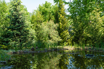 Fototapeta na wymiar Magical garden pond in evergreen landscaped garden. Aquatic plants grow along coast. Reflection of evergreen huge trees in mirror water surface. Atmosphere of relaxation, tranquility and happiness.