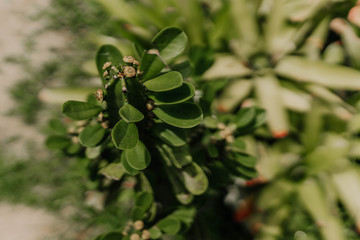 pine tree branches with cones