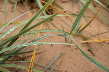 White sea. Spring. Pine trees against the background of the sea and melting snow.