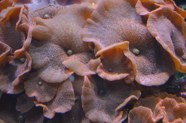 Coral in the Berlin Aquarium, Germany