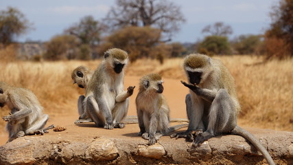 baboon family on a rock
