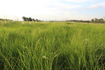 Tall Grasses