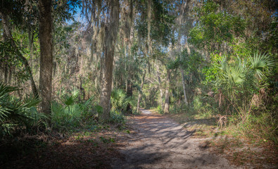 Obraz premium Winter Floridian Landscape