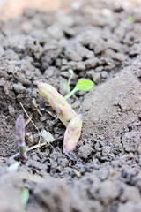 Asparagus sprouts in the garden