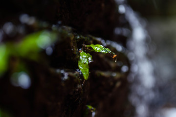 rain drops on green leaf