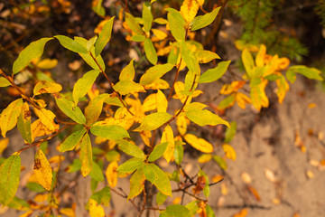 Yagry in Severodvinsk. Unique pine forest. white sea coast. sea tide
