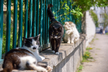 stray cats outdoors