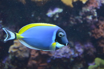 Tropical fish in aquarium, Berlin