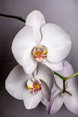 Naklejka na ściany i meble Inflorescence of a white orchid on a gray background
