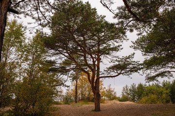 Yagry in Severodvinsk. Unique pine forest. white sea coast. sea tide