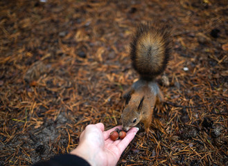 Sciurus vulgaris. Squirrel in a forest clearing. Feeding from your hand. Curious