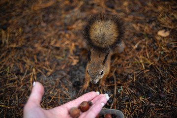 Sciurus vulgaris. Squirrel in a forest clearing. Feeding from your hand. Curious