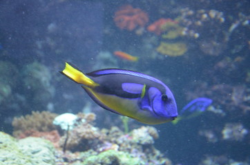 Tropical fish in aquarium, Berlin