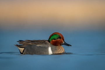 Water level portrait of Green-Winged Teal drake on peaceful water with soft blue and warm tones in background
