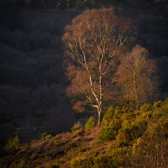 Silver birch tree picked out by setting sun