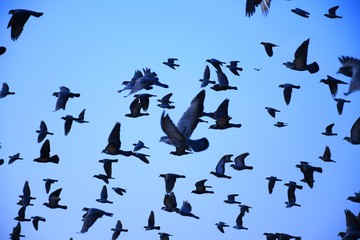 Fototapeta na wymiar Domestic pigeons / feral pigeon (Gujarat - India) flock in flight against blue Sky, Flying and Eating Pigeon/ Birds