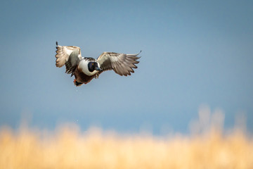 Northern Shoveler drake with wings cupped and water droplets falling with marsh grass in warm tones out of focus.