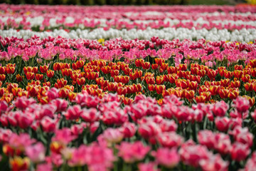 Spring tulip fields in Holland, colorful flowers in Netherlands. Group of colorful tulips. Selective focus. Colorful tulips photo background.