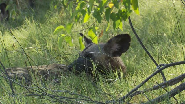 African Wild Dog walks to tall shaded grass and lies down contentedly