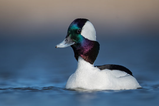 Water level portrait of Bufflehead drake with stretched neck displaying his iridescent colored head with soft blue and warm tones in background