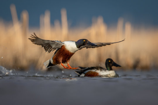 Northern Shoveler drake with wings straight out and feet extended just about to splash down with another drake out of focus looking on with tall marsh grass in warm tones out of focus in background.