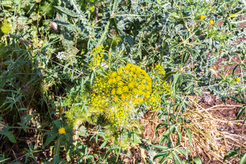 Ferula  yellow flowers grow on the Golan Heights in northern Israel
