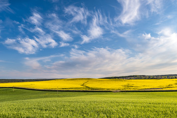 Field of beautiful springtime golden flower of rapeseed with blue sky