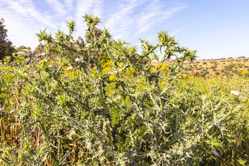 Obraz premium Tall plant - Scolimus spanish - Scolymus hispanicus grows on the Golan Heights in northern Israel