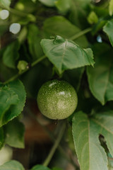 
passion fruit