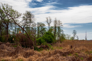 Rzeka Narew. Narwiański Park Narodowy, Podlasie, Polska © podlaski49