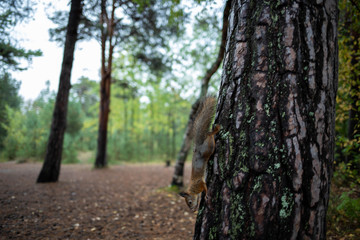 Sciurus vulgaris. Squirrel in a forest clearing. Feeding from your hand. Curious