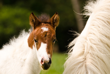 A beautiful cute little skewbald foal of an icelandic horse with interesting fur markings near at...