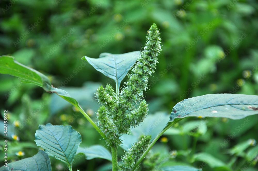 Sticker in nature, weeds grow amaranthus retroflexus