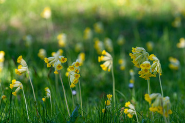 Cowslip flowers in green grass, Sweden