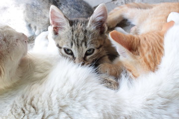 New born baby kittens drinking milk from their mom's breast