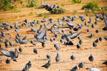 Obraz premium Domestic pigeons / feral pigeon (Gujarat - India) flock in flight against blue Sky, Flying and Eating Pigeon/ Birds