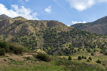 Fototapeta na wymiar green mountain 